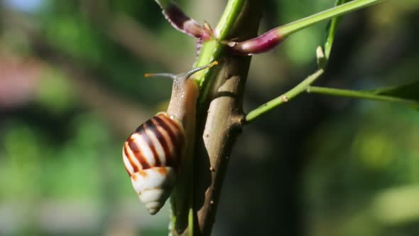 snails creeping on toadstools. snails in nature. Gastropod mollusk close up hd video