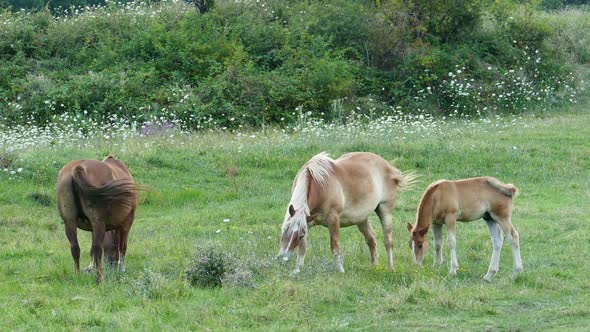 Family of Horses