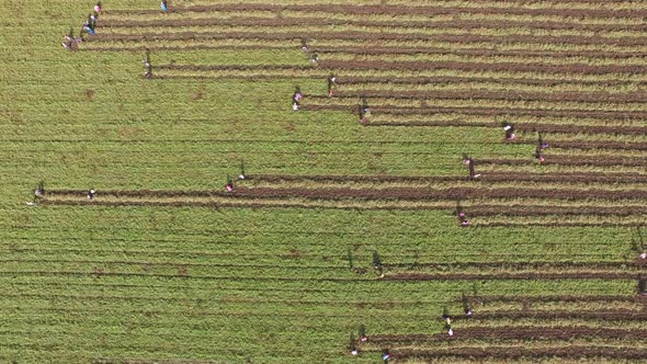 Women Workers Harvesting in the Symmetrical and Aesthetic Field