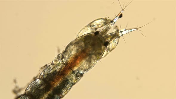 Black Sea Plankton and Zooplankton Under a Microscope, a Small Crustacean of the Genus Leptochelia