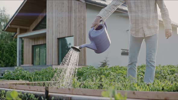 Close Up of Watering Vegetable Beds with a Watering Can in the Backyard