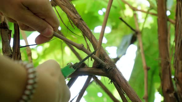 Winegrower Pruning a Vine with a Garden Secateurs in the Autumn Vineyard