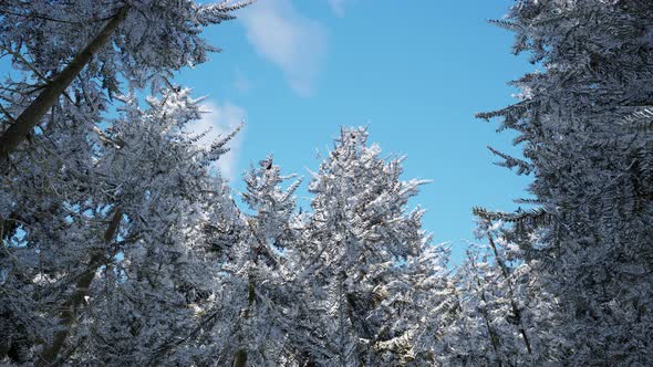 Winter Calm Forest at Sunny Day