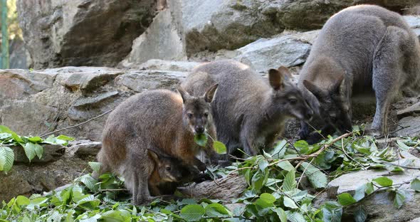 grazing kangaroo, baby looking from female bag