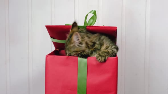 Little Grey Kitten Get Out From Present Box