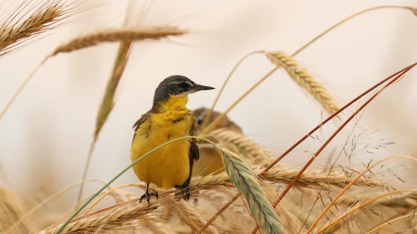 Western Yellow Wagtail