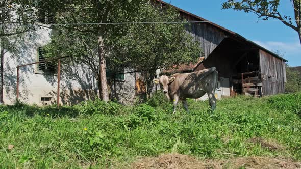 Domestic Bull Grazes in Backyard on Green Meadow By Blue Sky Ecological Place