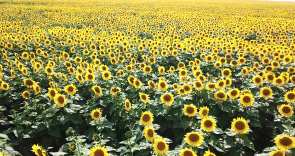 Sunflower field, field of blooming sunflowers on a background sunset