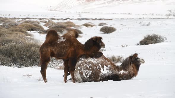 Bactrian Furry Camels Liying and Playing on Snow