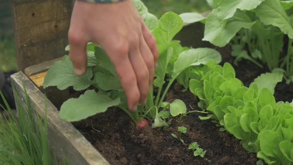 Pulling healthy home grown radish from soil raised garden bed