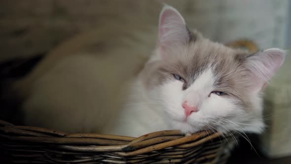 A Cute Sleepy White Munchkin Cat Lying in a Wicker Basket