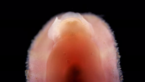 Mollusca Class Polyplacophora Under the Microscope