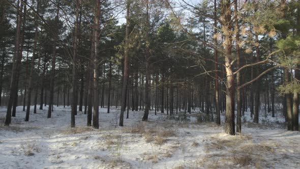 Winter Forest At Sunset