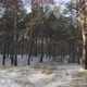 Winter Forest At Sunset - VideoHive Item for Sale