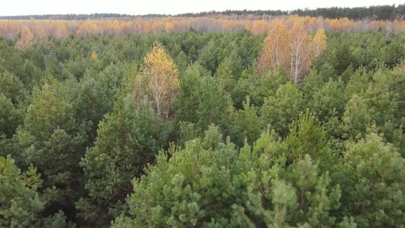 Trees in the Autumn Forest in the Afternoon