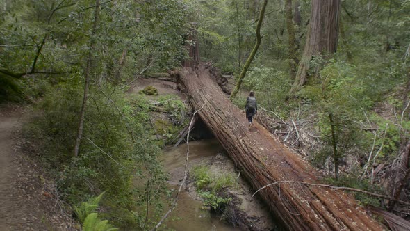 Girl Walking on Fallen Red Wood Tree Trunk at Big Basin State Park