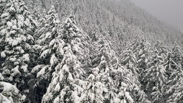 Flying through forest over snow covered tree tops