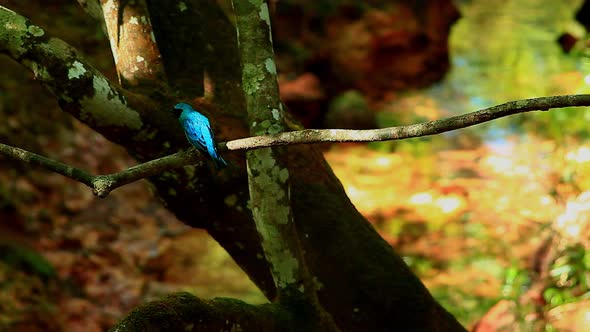 Brilliantly blue adult male swallow tanager perched on a limb above a babbling brook in the Brazilia