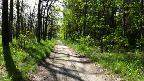 Green Bright Forest