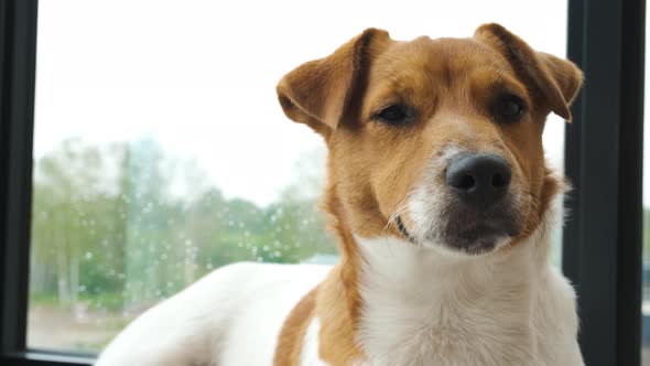 Jack Russell Terrier portrait near the window close-up. Slow motion