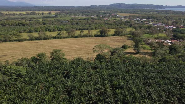Tropical, mountainous landscape surrounding the palm oil plantations near Quepos, Costa Rica. Aerial