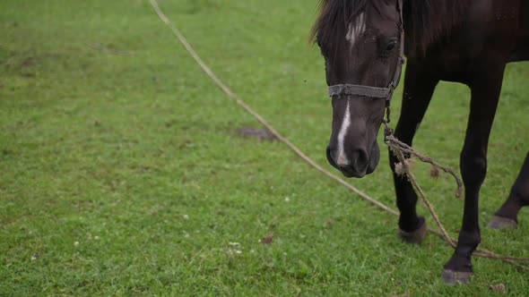 Beautiful Thoroughbred Horses Graze Pinching Grass in a Picturesque Spring Meadow