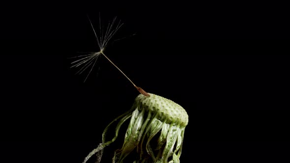 Macro shot of a Dandelion rotating