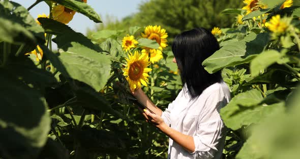 Woman farmer, agronomist checking quality harvest, hold tablet on field Organic sunflowers