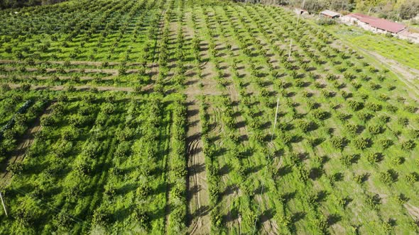 Calabrian Bergamot Field 