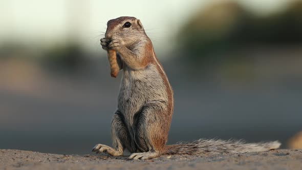 Feeding Ground Squirrel