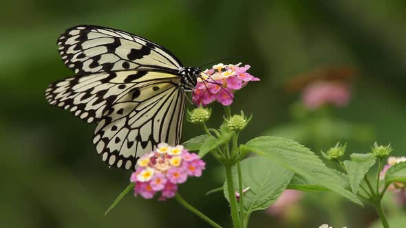 Butterfly And Flower Macro