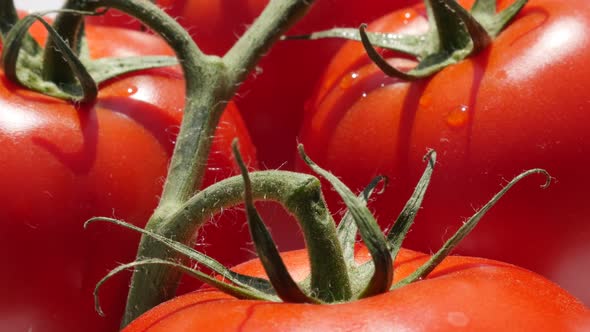 Red fresh  tomato cluster and plant vine on green plant  4K 2160p UltraHD footage - Slow tilt over r