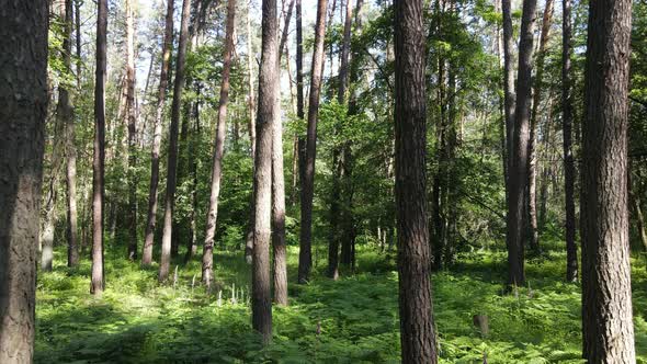 Beautiful Green Forest on a Summer Day Slow Motion