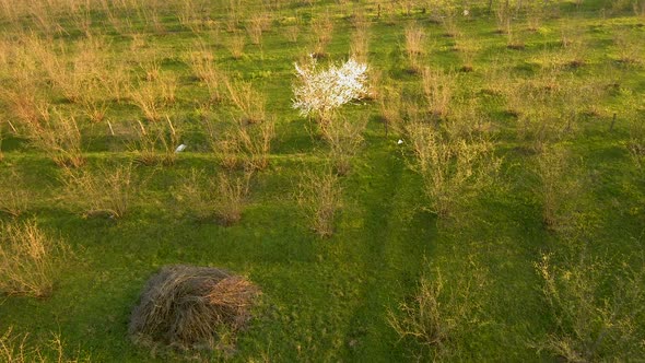 Blooming Tree