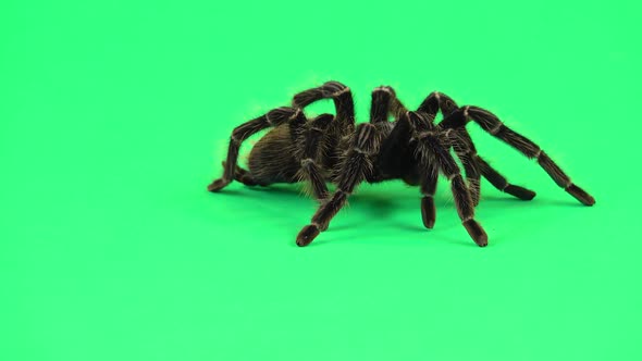 Spider Tarantula in Threatening Position Isolated at Green Screen. Closeup