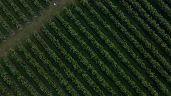 Aerial drone view Blueberry bush field, organic ripe. Blue berry hanging on a branch,