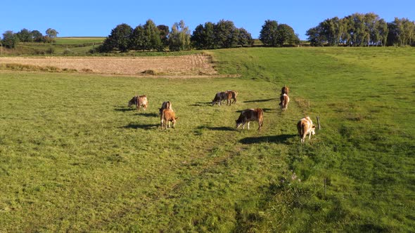 Catlle herd grazing on mountain pasture, aerial footage, rural scene, 4k UHD, high angle, ecological