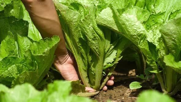 Hand Harvesting Vegetable