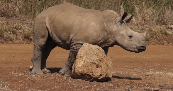 White Rhinoceros, ceratotherium simum, Calf scratching on Stone, Nairobi Park in Kenya, Real Time 4K