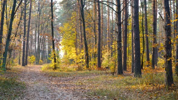 Autumn Forest Background Motion Cam