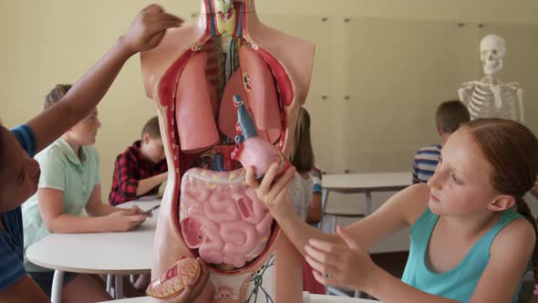 Group of kids touching human anatomy model