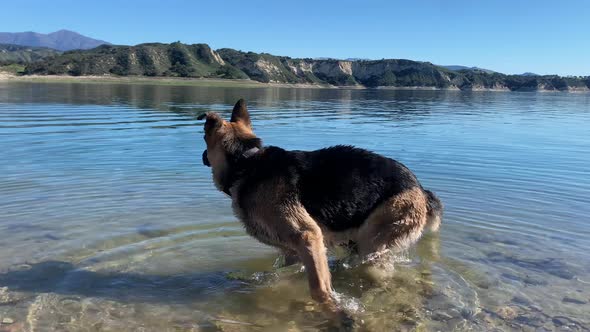 Excited German Shepard dog plays fetch in the water at Lake Cachuma