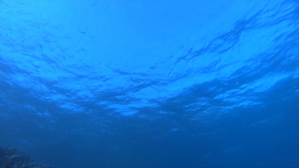 Underwater Tropical Blue Sea