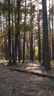 Vertical Video of a Forest in an Autumn Day