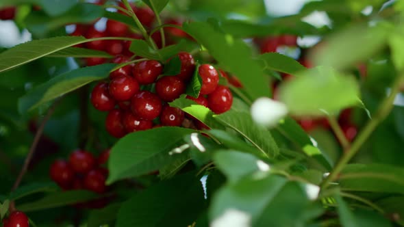 Red Cherry Fruit Bunch in Tree Leaves