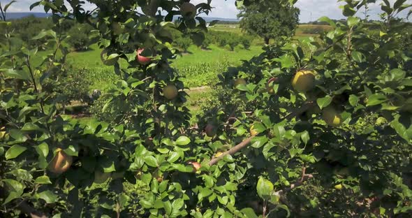 Aerial camera moves past clusters of red ripe apples in an orchard on a beautiful sunny day.