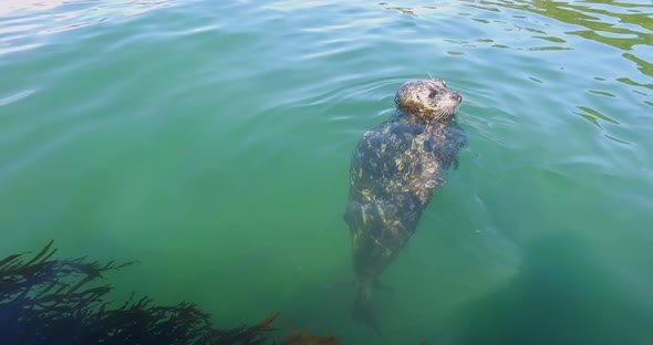 Harbor Seal Floating In The Water