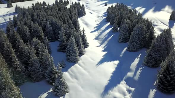 View of Snowy Mountains and Forest