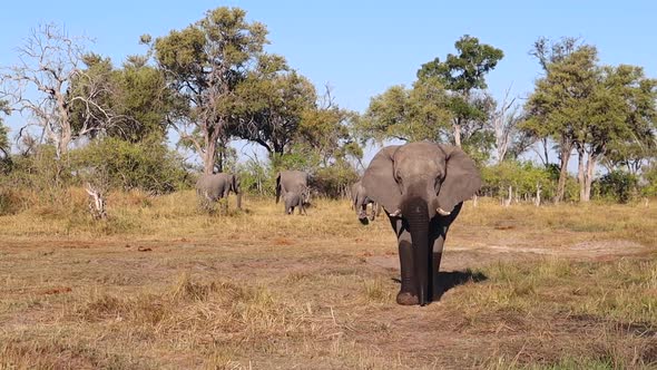 African Bush Elephant with wet trunk and legs walks towards camera