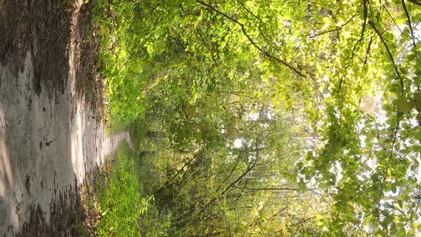 Vertical Video Aerial View of Trees in the Forest on an Autumn Day in Ukraine Slow Motion